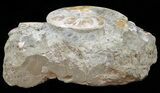 Giant, Ammonite Fossil Cluster From Madagascar #59728-3